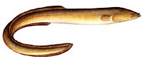 American Eel