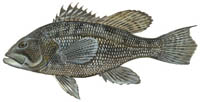 Black Sea Bass