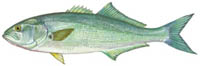 Bluefish