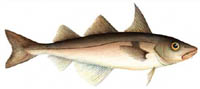 Haddock