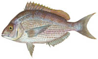 Porgy