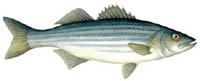 Striped Bass