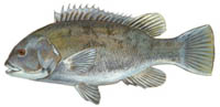 Tautog