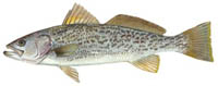 Weakfish