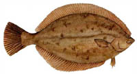 Winter Flounder